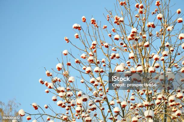 Mountain Ash Red Berries Covered With Snow In Fairbanks Alaska Stock Photo - Download Image Now