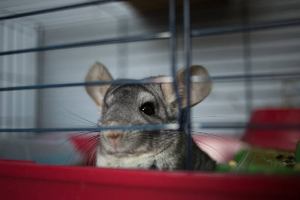 istock Little gray chinchilla on animal cage in interior 1144001966