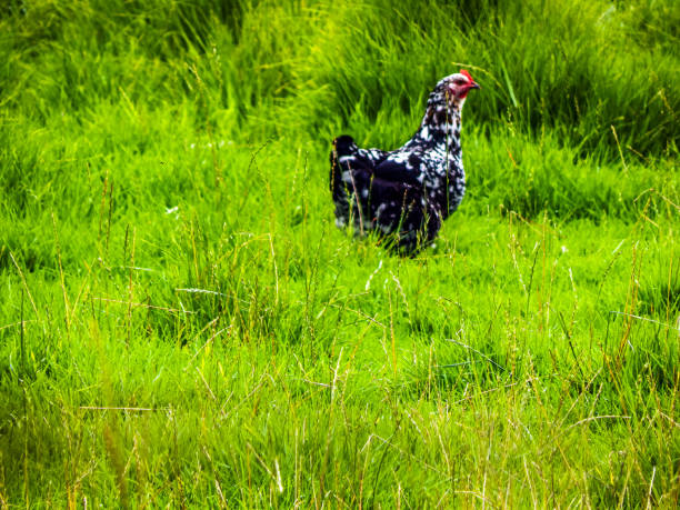 istock Black and white bird in green grass 1144002093