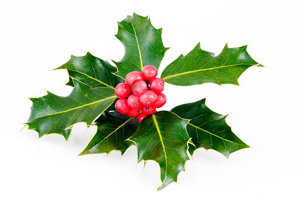 istock Holly sprig of leaves and red berries on white 114400241