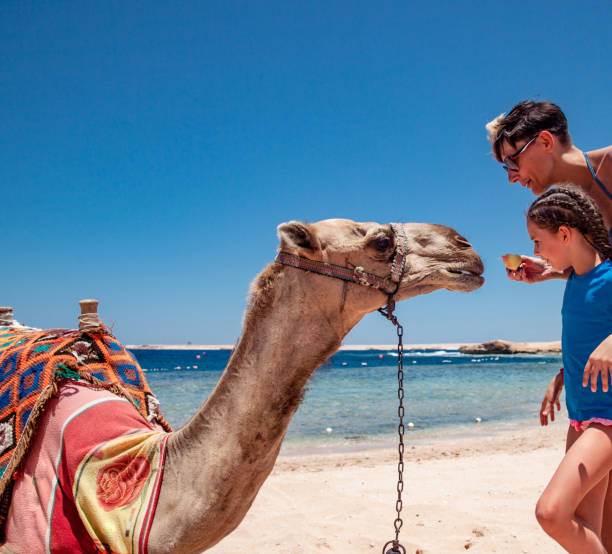 istock Mother and Daughter Bonding With a Camel on Sumer Vacations 1144002822
