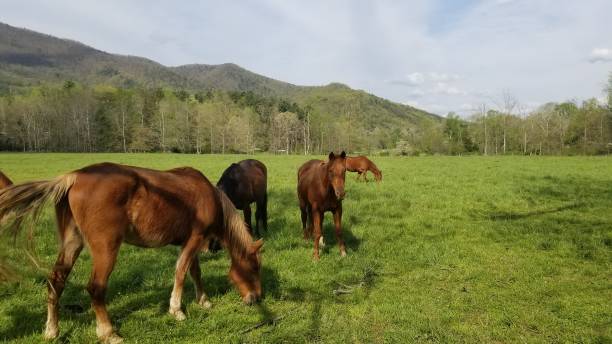 istock Mountain Pasture Horses 6 1144003138