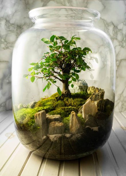 Small decoration plants in a glass bottle/garden terrarium bottle/ forest in a jar. Fern, flower and bonsai compositions
Jar with piece of forest with self ecosystem. Save the earth concept. Urban jungle, mossarium terrarium stock pictures, royalty-free photos & images