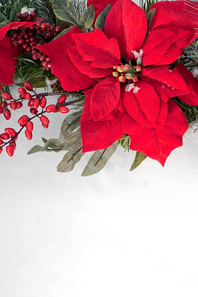 пуансеттия и berry рождественский венок на снег фон - poinsettia christmas wreath flower стоковые фото и изображения