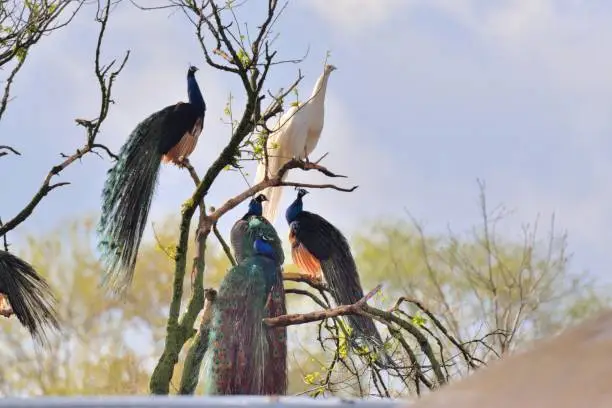 Photo of Peacock Roost