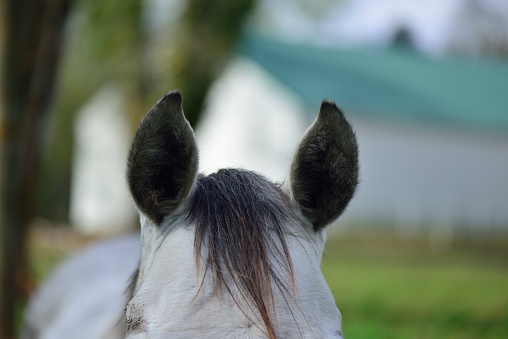 Just a picture of a horse’s ears, she was really listening to me calling her over.