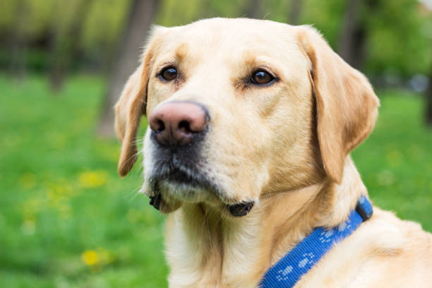 istock Smiling labrador dog in the city park 1144006492