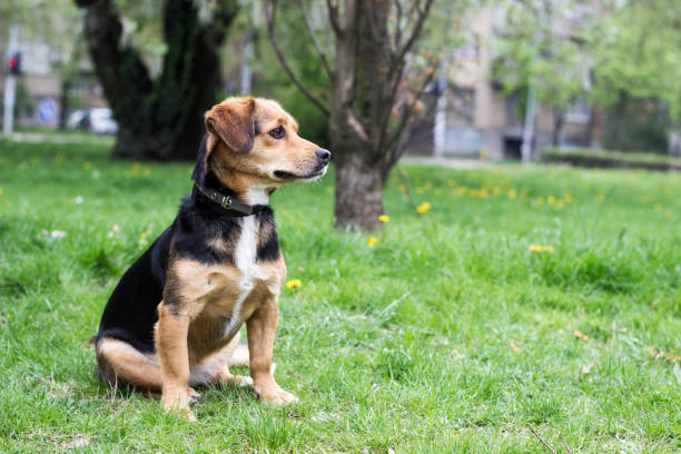 istock Little sweet dog 1144006601