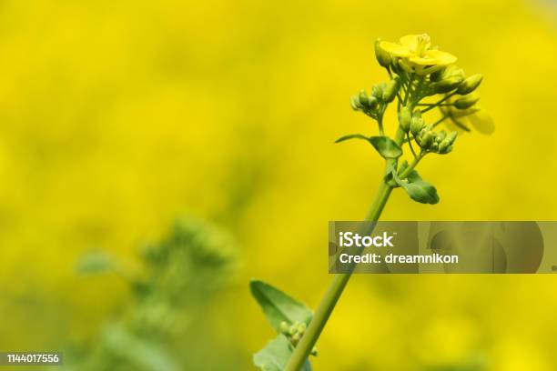 Field Of Rape Blossoms Stock Photo - Download Image Now - April, Brassica, Canola