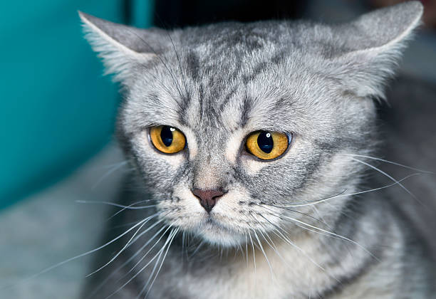 Gato Scottish - foto de acervo