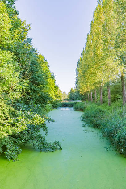 istock scene of canal in amstedram 1144022001