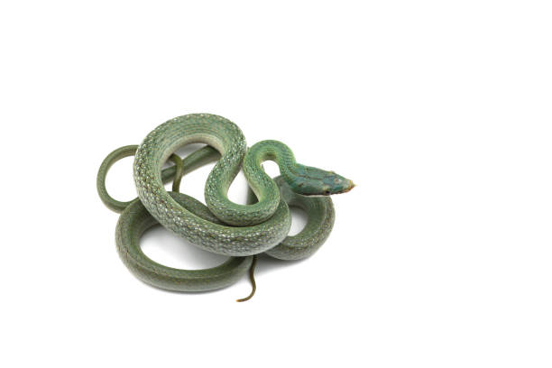 istock Vietnamese longnose rat snake isolated on white background 1144026263
