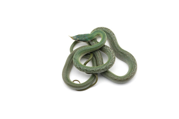 istock Vietnamese longnose rat snake isolated on white background 1144026264