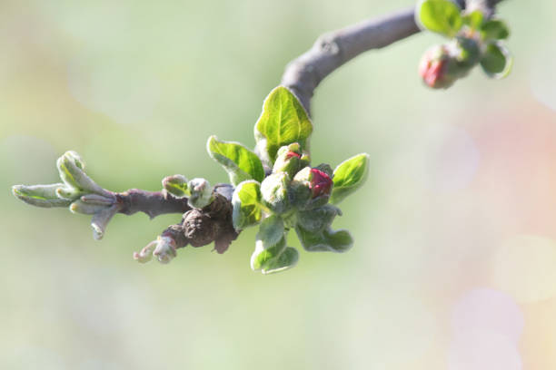 istock Flowering branch of a apple tree. Hello spring, sunny day. Selective focus, copy space. 1144026388