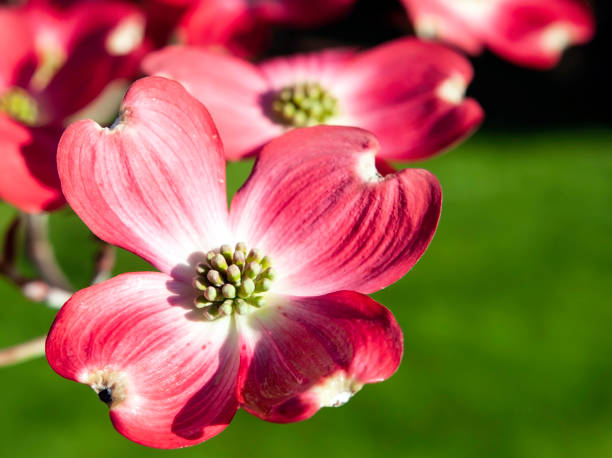 istock Pink dogwood flower blossoms 1144026436