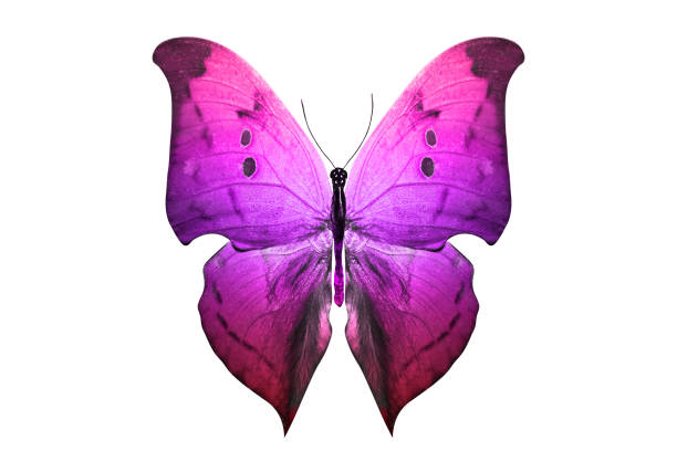 istock butterfly isolated on white. multicolor insect. tropical animal. template for design 1144032443