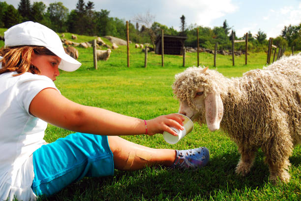 A Young Girl Feeds a Lamb