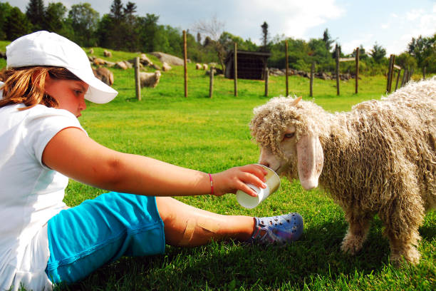 A Young Girl Feeds a Lamb A lamb walks over to a young girl and eats from a cup in her hand agritourism stock pictures, royalty-free photos & images