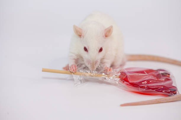 mouse decorative. rat home. symbol of the Chinese new year 2020. sweet. bear-shaped Lollipop