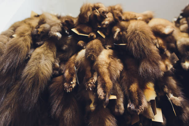 istock Animal fur. foxes, raccoon, wolf, beaver, mink, nutria hanging after processing. 1144033521