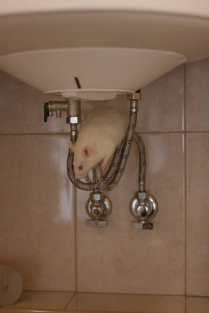 istock plumber concept. decorative white mouse on water heater 1144033523