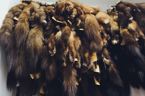 Animal fur. foxes, raccoon, wolf, beaver mink nutria hanging after processing