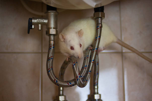 istock plumber concept. mouse decorative white on pipes . rat 1144033532