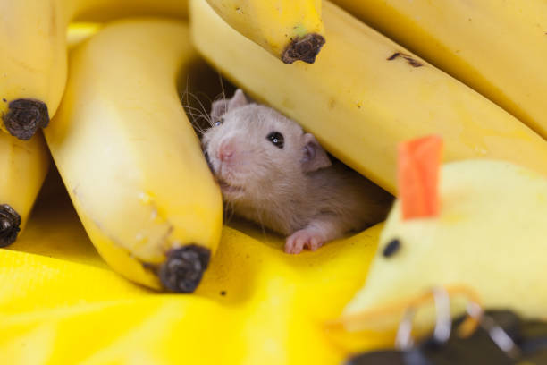 decorative beige mouse in bananas. rat home on a yellow background. symbol of the Chinese new year 2020.