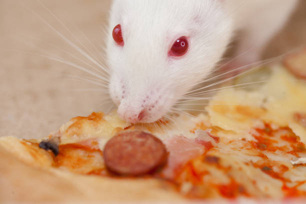 decorative mouse and sausage. rat domestic white. symbol of the Chinese new year 2020.
