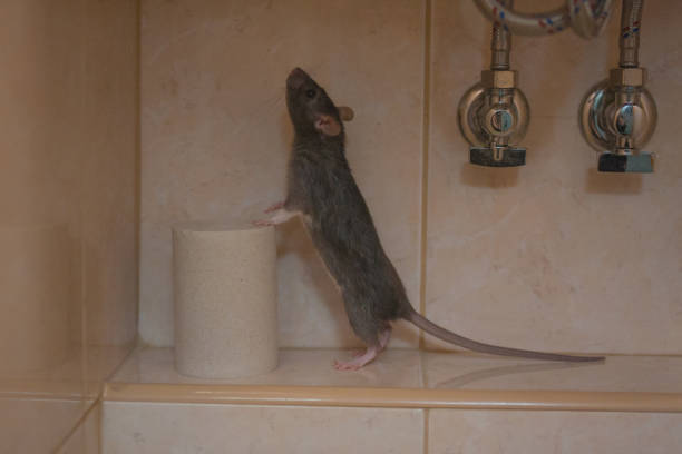 istock toilet paper concept. decorative black mouse on the roll . 1144033584
