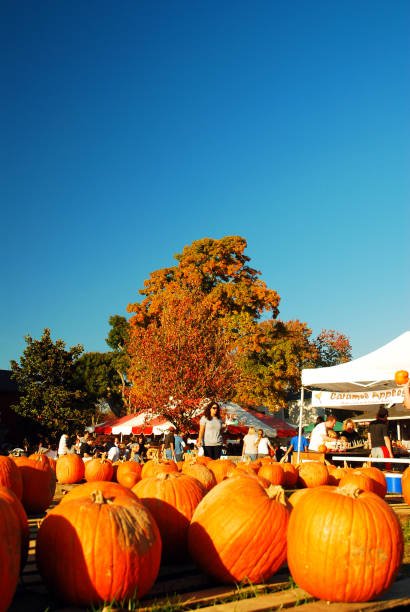 zbieranie dyni jesienią - pumpkin child little girls pumpkin patch zdjęcia i obrazy z banku zdjęć