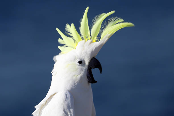 istock Sulphur-crested Cockatoo 1144033635