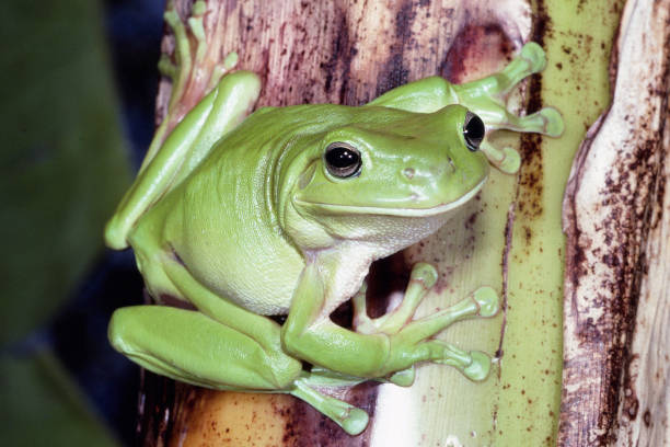 зеленое дерево лягушка - whites tree frog стоковые фото и изображения