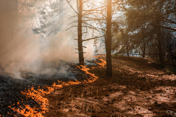istock Forest Fire, Wildfire burning tree in red and orange color. 1144034536