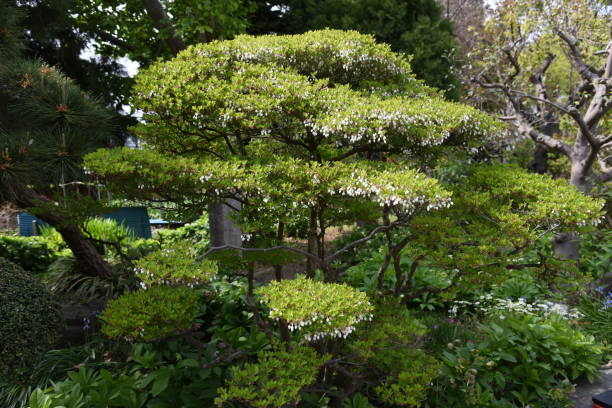 istock Japanese enkianthus flowers 1144035392