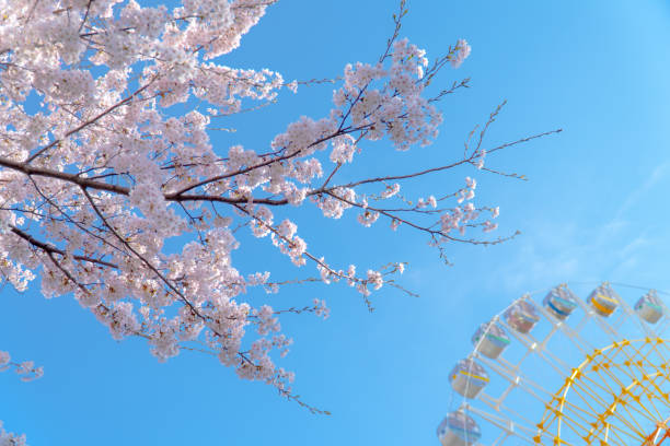 istock Cherry blossoms and ferris wheel 1144036148