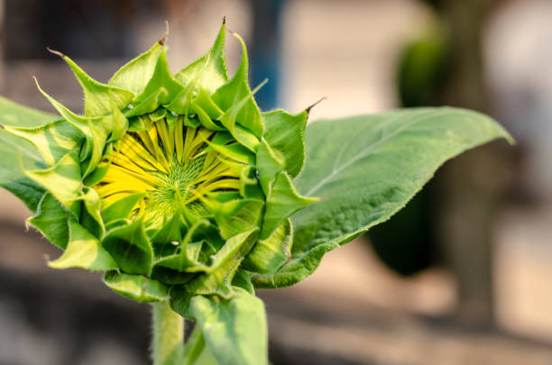 girasole di bocciolo - circle nature botany bud foto e immagini stock