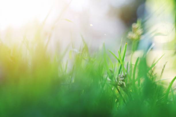 istock Natural green grass with blurred scenes 1144040290