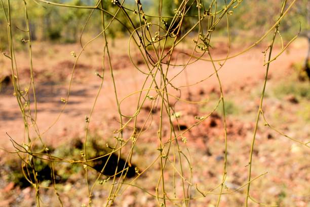 istock Snap of creeper bonded to each othe 1144040452