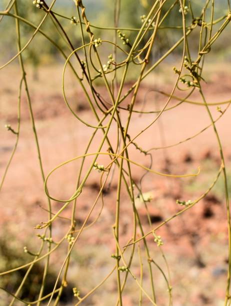 istock Snap of creeper bonded to each othe 1144040462