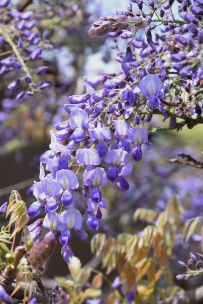 istock Japanese wisteria flowers 1144044748