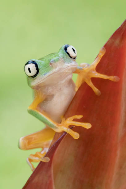 istock Cute Lemur Leaf Frog in Rainforest 1144045922