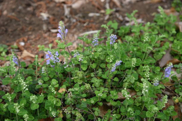 istock Japanese skullcap flowers 1144049228