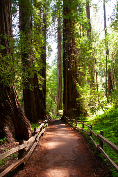 trilha de muir woods - sequoia national forest - fotografias e filmes do acervo