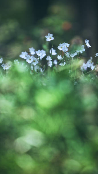 istock Flower of April 1144050266