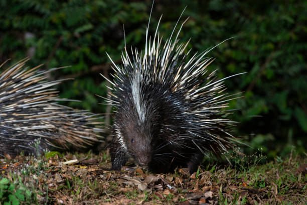 istock Malayan porcupine in the forest 1144052640