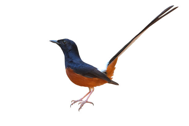 istock White-rumped shama isolated on white background 1144052796
