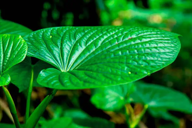 Green growing healthy kava leafs in the garden is a traditional drink product of South Pacific Islands culture
