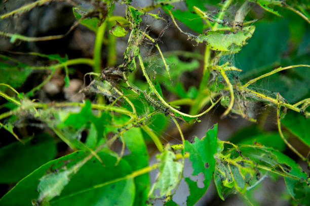 istock Worms are eating leafs in the nature 1144052956