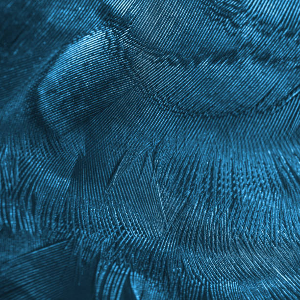 istock Closeup blue peacock feathers for background 1144053006